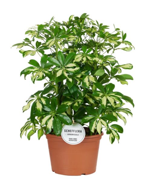 Schefflera Gerda - Paraplyplante 21 cm