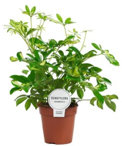 Schefflera Gerda - Paraplyplante grenet 13 cm