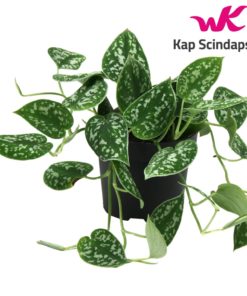 Scindapsus Pictus - Sølvranke 12 cm