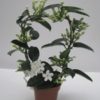 Stephanotis - Dufteranke 12 cm