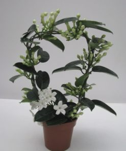 Stephanotis - Dufteranke 12 cm