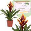 Vriesea - Gitterblad Intenso Purple Flame 12 cm