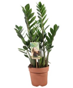 Zamioculcas Zamiafolia - Smaragdpalme 17 cm