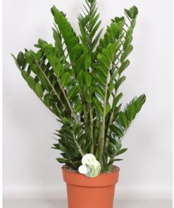 Zamioculcas Zamiafolia - Smaragdpalme 24 cm