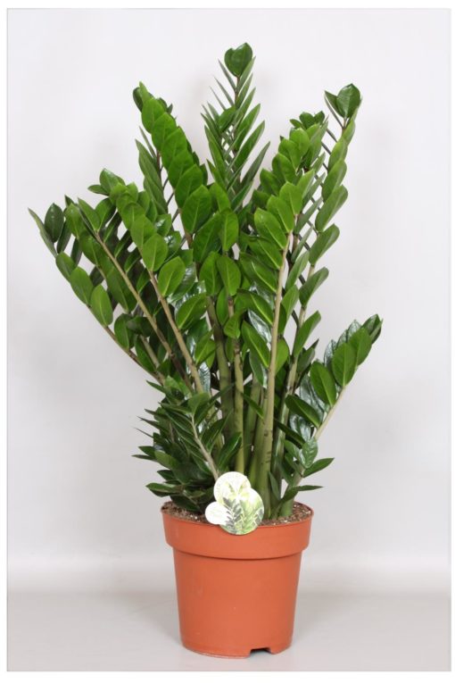 Zamioculcas Zamiafolia - Smaragdpalme 24 cm