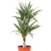 Dracaena Dermensis Warnecki 2 stam - Dragetre 17 cm