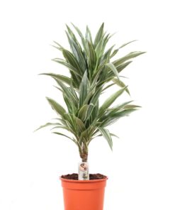 Dracaena Dermensis Warnecki 2 stam - Dragetre 17 cm