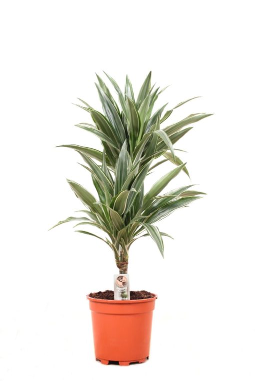 Dracaena Dermensis Warnecki 2 stam - Dragetre 17 cm