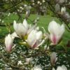 Magnolia Soulangeana - Praktmagnolia 23 cm