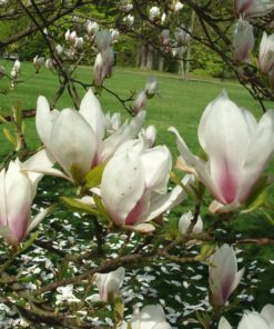 Magnolia Soulangeana - Praktmagnolia 23 cm