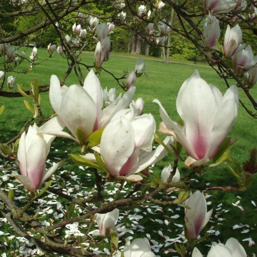 Magnolia Soulangeana - Praktmagnolia 23 cm