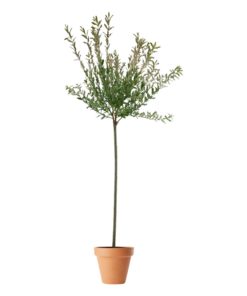 Salix Hakuro Nishiki - Japanpil 23 cm