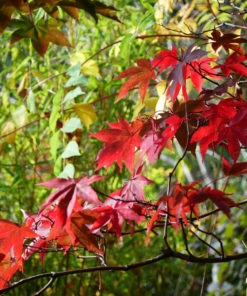 Acer palmatum Going Green' - Viftelønn 80-100