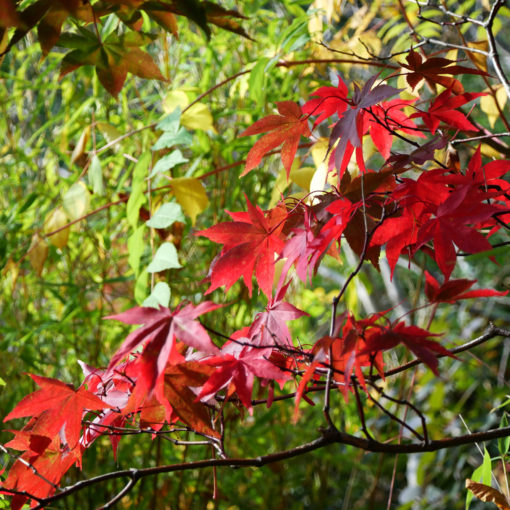 Acer palmatum Going Green' - Viftelønn 80-100