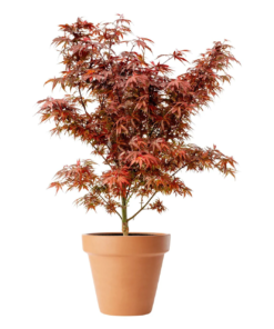 Acer palmatum Shaina - Viftelønn 80-100