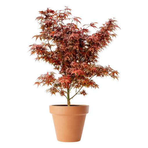 Acer palmatum Shaina - Viftelønn 80-100