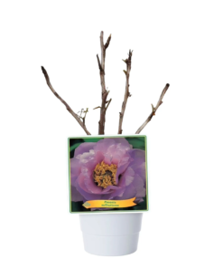 Paeonia Sufruticosa - Trepion Ling hua zhan lu  23 cm
