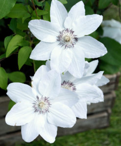 Clematis Miss Bateman 15 cm