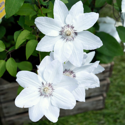 Clematis Miss Bateman 15 cm