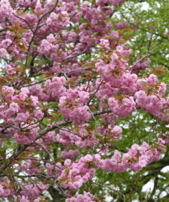 Prunus (Sato-zakura) Kanzan - Japankirsebær 50 cm stam