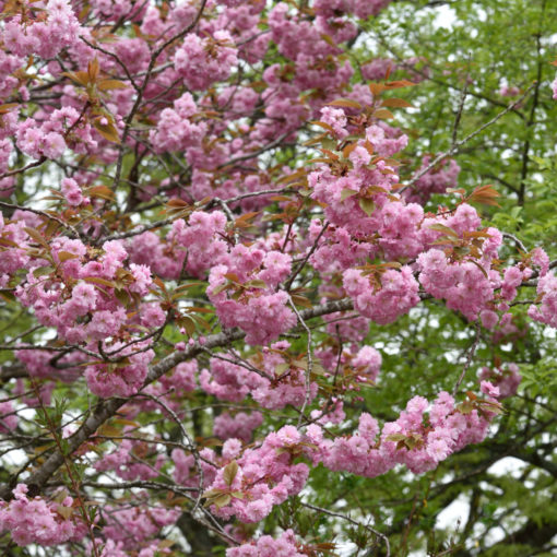 Prunus (Sato-zakura) Kanzan - Japankirsebær 50 cm stam