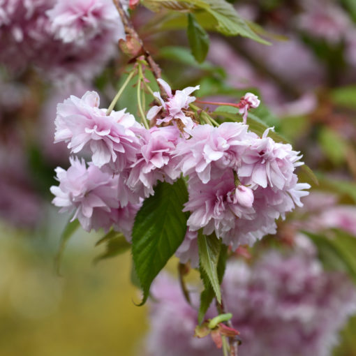 Prunus Kiku-shidare-zakura - Hengekirsebær 150 cm