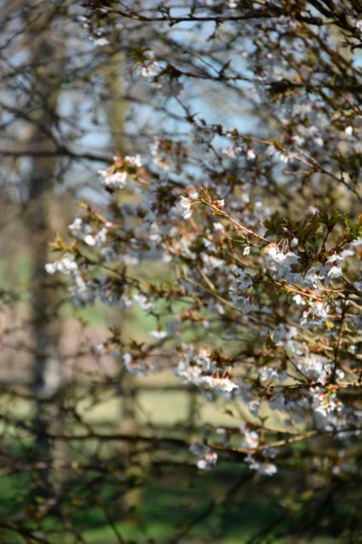 Prunus kur. Brillant - Prydkirsebær 23 cm