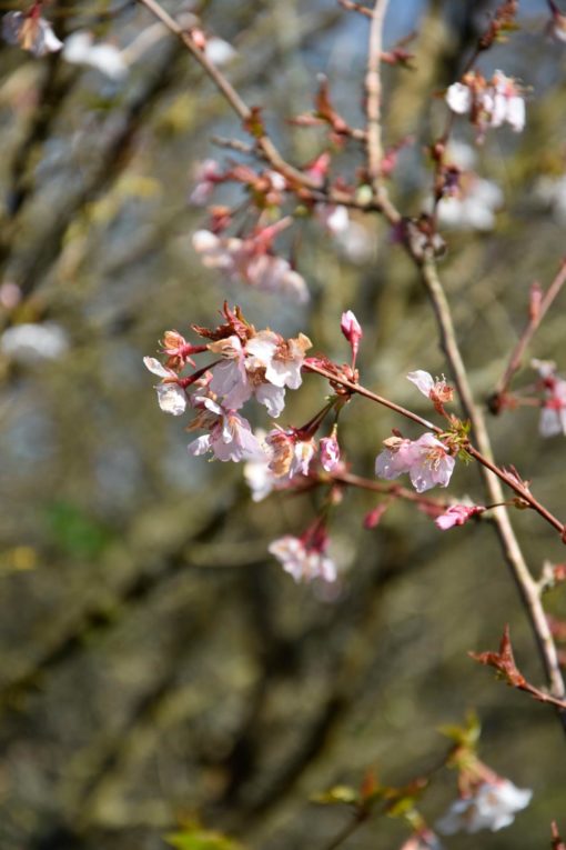 Prunus kur. Ruby - Kurilerkirsebær 23 cm