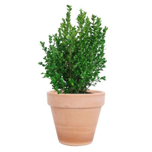 Buxus Sempervirens - Europabuksbom 12 cm