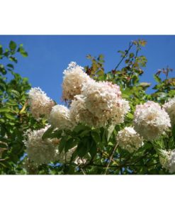 Hydrangea pan. - Syrinhortensia Grandiflora 19 cm