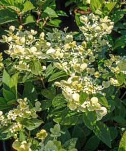 Hydrangea pan. - Syrinhortensia Polestar 19 cm