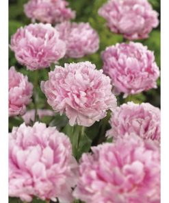 Paeonia lactiflora - Silkepion Sarah Bernardt 17 cm