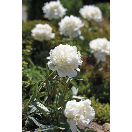 Paeonia lactiflora - Silkepion Duchesse de Nemours 17 cm