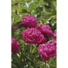 Paeonia lactiflora - Slikepion Karl Rosenfield 17 cm