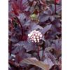 Physocarpus Diabolo - Blærespirea 19 cm