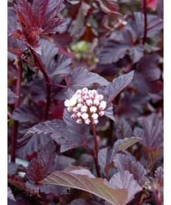 Physocarpus Diabolo - Blærespirea 19 cm