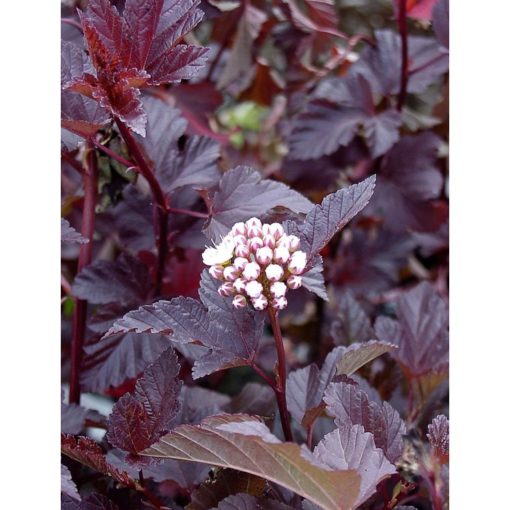 Physocarpus Diabolo - Blærespirea 19 cm