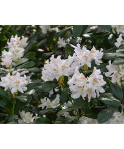 Rhododendron caucasium Cunningham's White 21 cm
