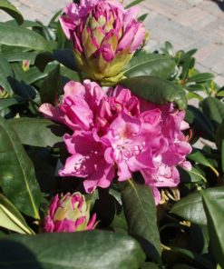Rhododendron Roseum Elegans 21 cm
