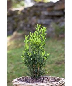 Taxus media Hillii - Hybridbarlind 19 cm