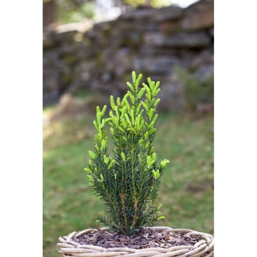 Taxus media Hillii - Hybridbarlind 19 cm