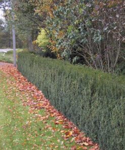 Taxus media Hillii - Hybridbarlind 23 cm