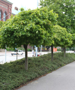 Acer platanoides 'Globosum' - Kulelønn 150