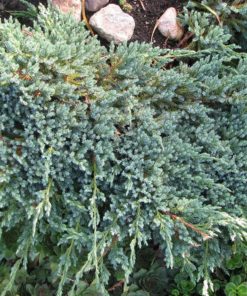 Juniperus squamata Blue Carpet - Himalayaeiner 19 cm