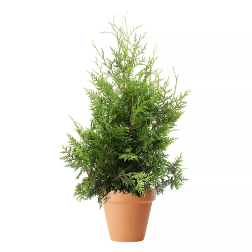 Thuja occidentalis Brabant 80-100 23 cm