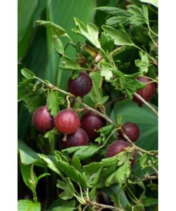 Ribes Uva Crispa Hinnomaki - Stikkelsbær rød 19 cm
