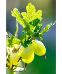 Ribes Uva Crispa Hinnomaki - Stikkelsbær grønn 19 cm