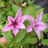 Clematis Hagley hybrid 15 cm