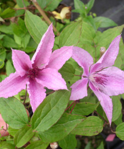 Clematis Hagley hybrid 15 cm