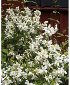 Philadelphus Mont Blanc - Skjærmin 19 cm